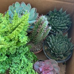 Richmond Nursery