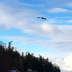 Bald Eagle carrying his Puget Sound takeout.