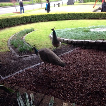 Auburn Botanic Gardens - Juvenile peacocks - Landmarks & Historical Buildings Near Me - Auburn, NSW