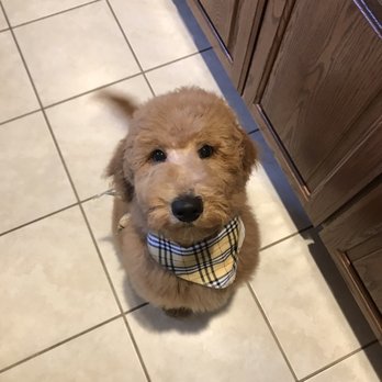 Willow Tree Goldendoodles - My baby at 4 months and now at 7 months. - Pet Breeders Near Me