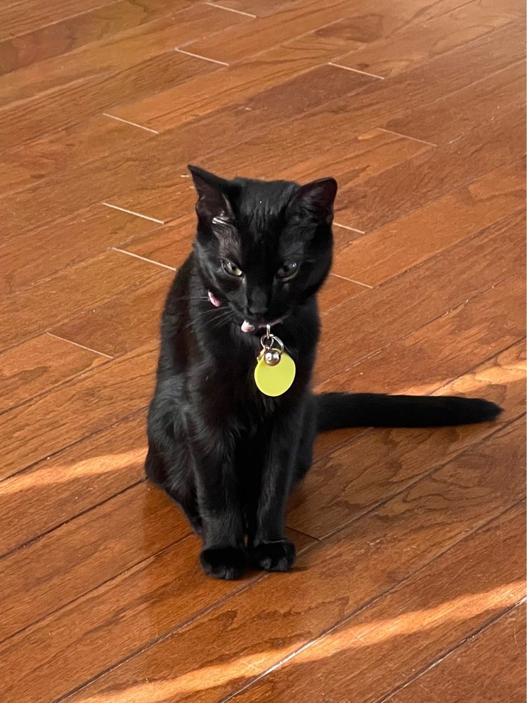 CAT HAVEN Updated September 2024 59 Photos & 15 Reviews 11130 N