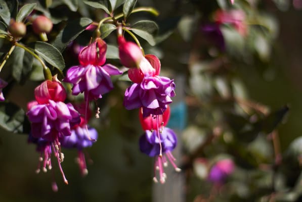 C & S Nursery by null