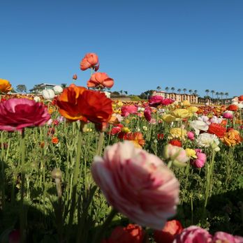 The Flower Fields - Venues & Event Spaces Near Me - Carlsbad, California