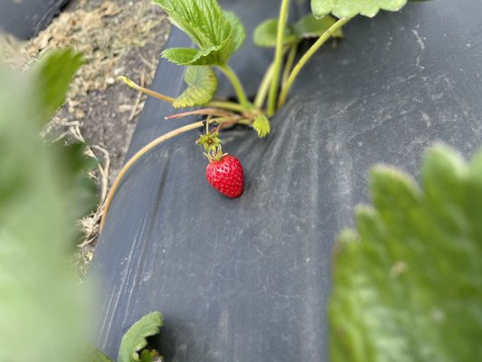 Blue House Farm Strawberry U-Pick and Farmstand by null