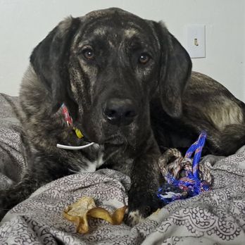 Paradise Pet Resorts - Pet Sitting Near Me - Rohnert Park, California Paradise Pet Resorts - Pet Sitting Near Me - Rohnert Park, California