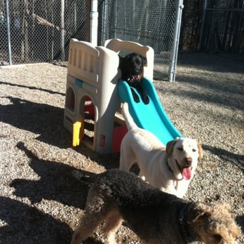 York Bark & Play - Outside Play - Pet Sitting Near Me - York, Maine York Bark & Play - Outside Play - Pet Sitting Near Me - York, Maine