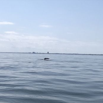 American Princess Cruises - Whale tail - Boat Charters Near Me - Brooklyn, New York