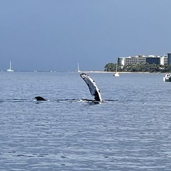 Sea Maui - Boat Charters Near Me - Lahaina, Hawaii Sea Maui - Boat Charters Near Me - Lahaina, Hawaii