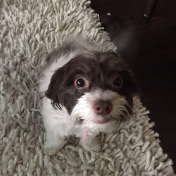 Robin Roy Dog Training - Guidance for all breeds and ages and situations: puppies to seniors. - Pet Training Near Me Robin Roy Dog Training - Guidance for all breeds and ages and situations: puppies to seniors. - Pet Training Near Me