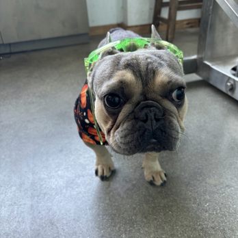 Posh Pooch - Picture that Patricia sent me. - Pet Groomers Near Me - Seal Beach, California Posh Pooch - Picture that Patricia sent me. - Pet Groomers Near Me - Seal Beach, California