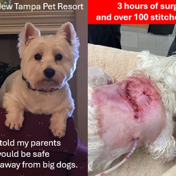 New Tampa Pet Resort - Deuce before and after. - Pet Boarding Near Me - Lutz, Florida