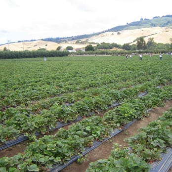 Gizdich Ranch - strawberry fields forever - Bakeries Near Me - Watsonville, California Gizdich Ranch - strawberry fields forever - Bakeries Near Me - Watsonville, California