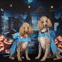 Photo of Blissful Bark Dog Wash