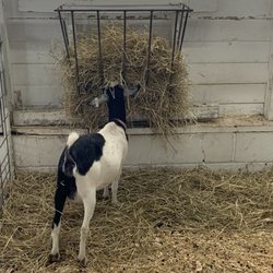 Berrien County Youth Fair