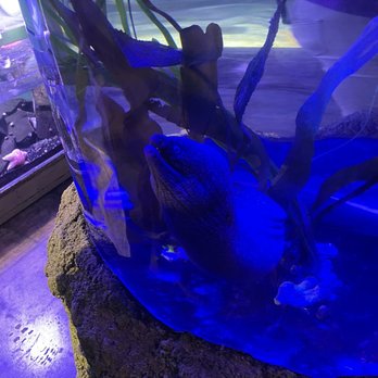 Austin Aquarium - Aquariums Near Me - Austin, Texas