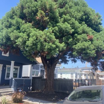 JMV Tree Service - Before - Tree Services Near Me - Hayward, California