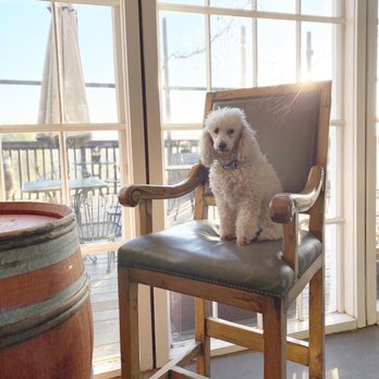 Karah Estate Vineyard - a poodle sitting in a chair - Wine Tasting Room Near Me - Cotati, California