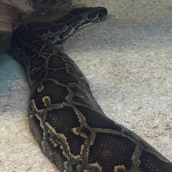 Phillips Park Zoo - My favorite! Byrnes Python - Zoos Near Me - Aurora, Illinois