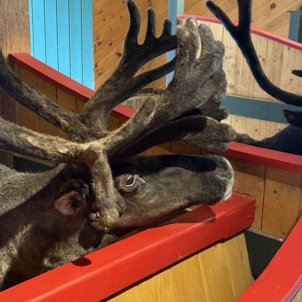 Reindeer Reindeer