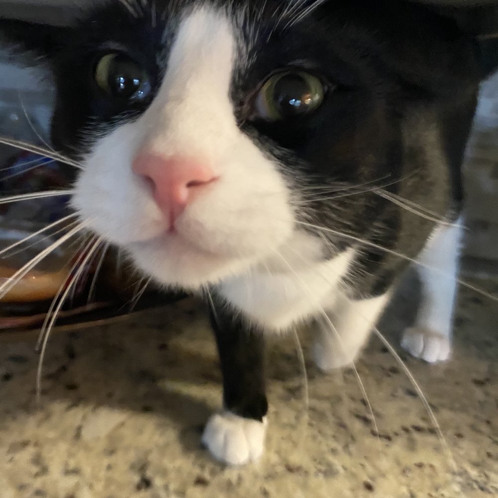 Pet Supermarket - Yes , Lloyd kicked his new toy under the couch 5 seconds after I gave it to him. - Pet Stores Near Me - Cape Coral, Florida Pet Supermarket - Yes , Lloyd kicked his new toy under the couch 5 seconds after I gave it to him. - Pet Stores Near Me - Cape Coral, Florida