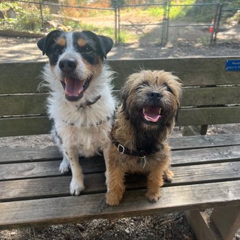 Mr. Pups Pet Care - My dog soooo happy on one of her outings with Max - Dog Walkers Near Me Mr. Pups Pet Care - My dog soooo happy on one of her outings with Max - Dog Walkers Near Me