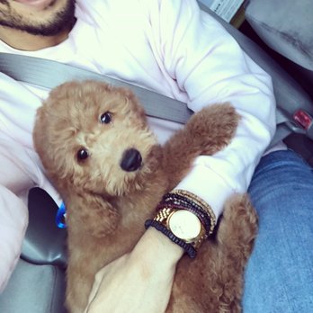 Hello Puppies - Pet Breeders Near Me - Temecula, California Hello Puppies - Pet Breeders Near Me - Temecula, California