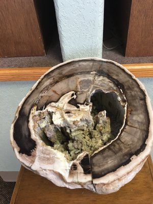 Petrified Wood Gallery by null