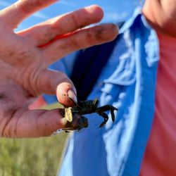Tybee Island Marine Science Center - Fiddler crab on the marsh trek.