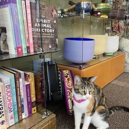 Sherman the shop cat