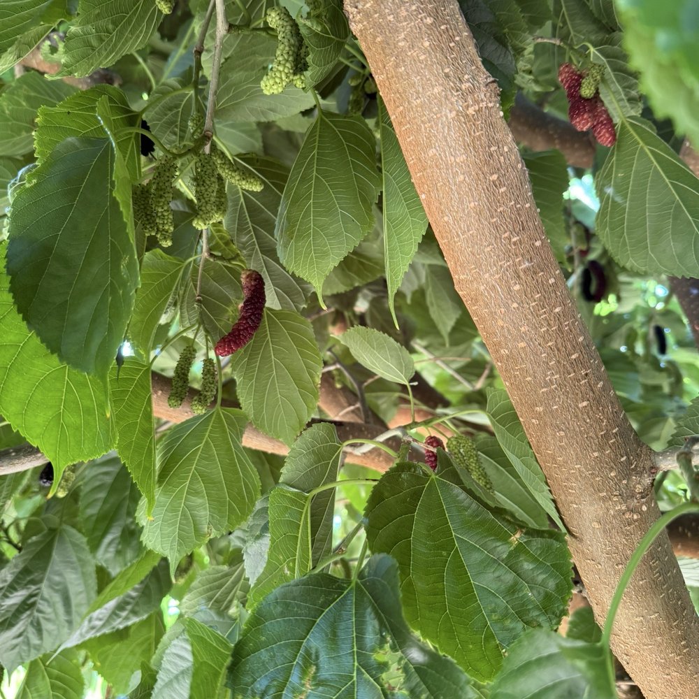Very Mulberry - Pick Your Own Farms Near Me - Brentwood, California Very Mulberry - Pick Your Own Farms Near Me - Brentwood, California