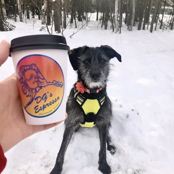DG's Espresso - a dog sitting in the snow with a cup of coffee - Coffee & Tea Near Me - Anchorage, Alaska