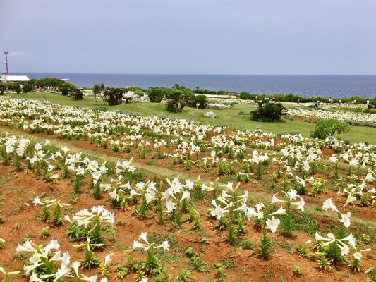 リリーフィールド公園 12 Photos Botanical Gardens 伊江村東江上 国頭郡 沖縄県 Japan Phone Number Yelp