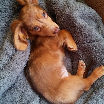 Puppy Love Doxies - Little sleepy eyes - Pet Services Near Me Puppy Love Doxies - Little sleepy eyes - Pet Services Near Me