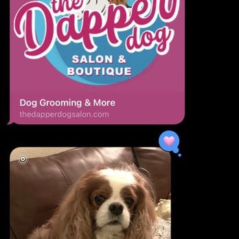 Dapper Dogs Premier Grooming Salon: Unleash Style & Elegance