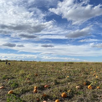 Mile High Farms - Pumpkin patch - Pumpkin Patches Near Me - Bennett, Colorado Mile High Farms - Pumpkin patch - Pumpkin Patches Near Me - Bennett, Colorado