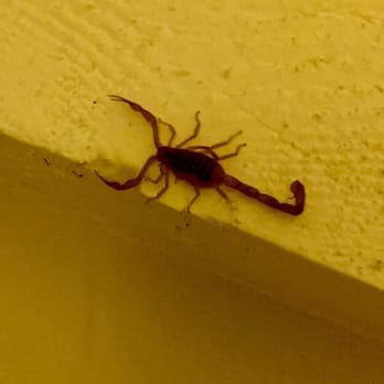 Hilton Phoenix Tapatio Cliffs Resort - Scorpion in our room - Hotels Near Me - Phoenix, Arizona