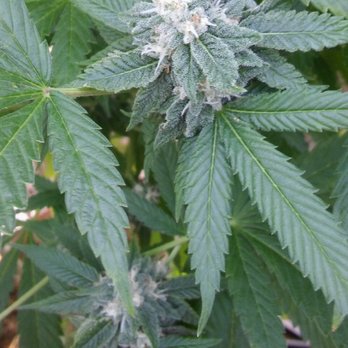 Everest Cannabis Co. - North Valley - Cannabis Clinics Near Me - Albuquerque, New Mexico Everest Cannabis Co. - North Valley - Cannabis Clinics Near Me - Albuquerque, New Mexico