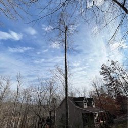 Silman's Lawn, Land & Tree