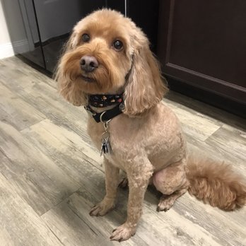 Primp My Pet Mobile Grooming - Pet Groomers Near Me - Manvel, Texas Primp My Pet Mobile Grooming - Pet Groomers Near Me - Manvel, Texas