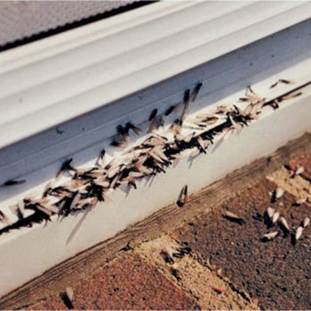 Start To Finish Home Inspections - Termite Damage - Home Inspectors Near Me Start To Finish Home Inspections - Termite Damage - Home Inspectors Near Me