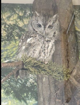 Ohio Bird Sanctuary by null