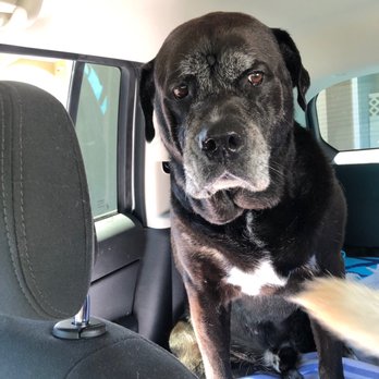 Pet Loss At Home - Home Euthanasia Vets - Bubs after a deshedding bath - Veterinarians Near Me Pet Loss At Home - Home Euthanasia Vets - Bubs after a deshedding bath - Veterinarians Near Me
