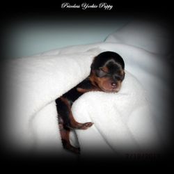 Priceless Yorkie Puppy