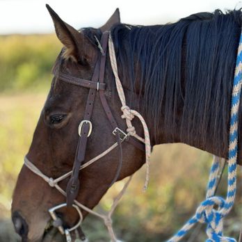 Flying horse adventures - Sally - Horseback Riding Near Me Flying horse adventures - Sally - Horseback Riding Near Me