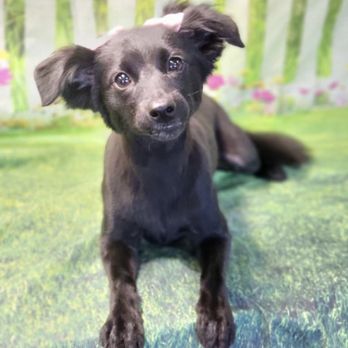 Super Petz Mobile Grooming - Pet Groomers Near Me Super Petz Mobile Grooming - Pet Groomers Near Me