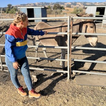 American Made Farm Sanctuary - Zonkey - different from a Zorse - Petting Zoos Near Me - Petaluma, California