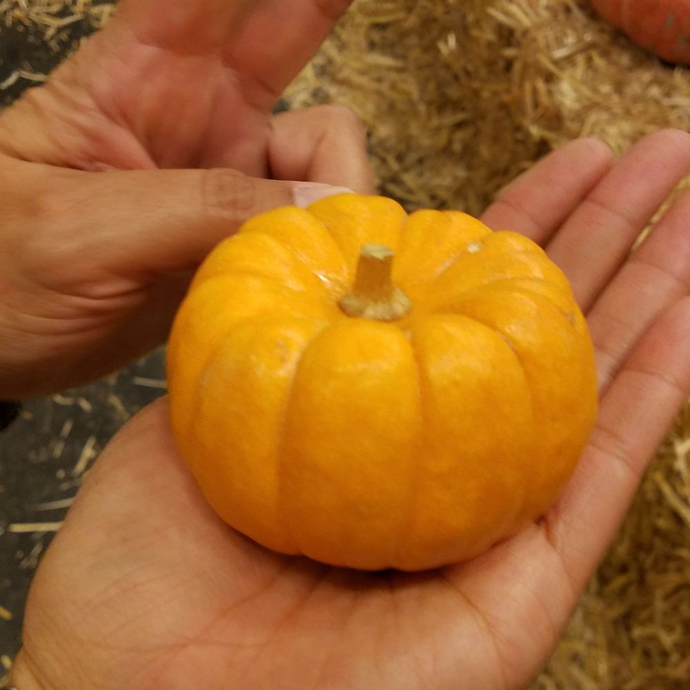 Planet Pumpkin - Pumpkin Patches Near Me - Fresno, California Planet Pumpkin - Pumpkin Patches Near Me - Fresno, California