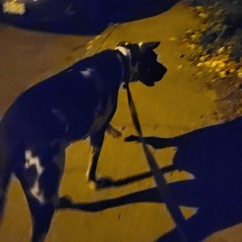 Auntie's Care Co. - Dave the Great Dane! He's elderly and has special needs and I love him so so so much! - Pet Sitting Near Me Auntie's Care Co. - Dave the Great Dane! He's elderly and has special needs and I love him so so so much! - Pet Sitting Near Me