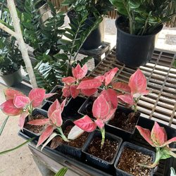 Makakilo Nursery