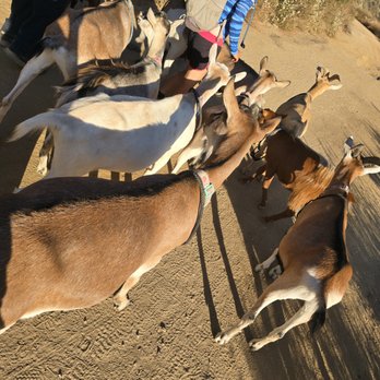 Party Goats LA - Hiking with the Goats - Event Planning & Services Near Me Party Goats LA - Hiking with the Goats - Event Planning & Services Near Me